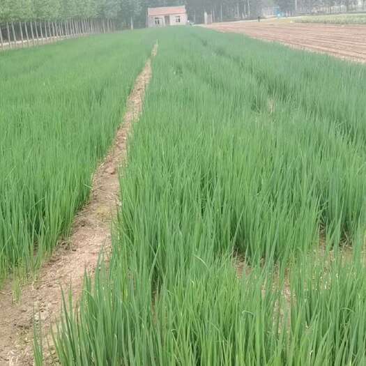 济南章丘大葱苗 合作社自产葱苗质量保证，免费提供种植技术。