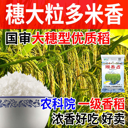 国审一级米香米矮杆高产【湘岳占】2斤装
