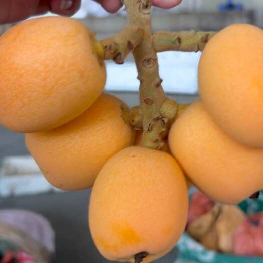 德昌县四川德昌枇杷果 口感和颜色都很好 需要的联系我是种植专业合作