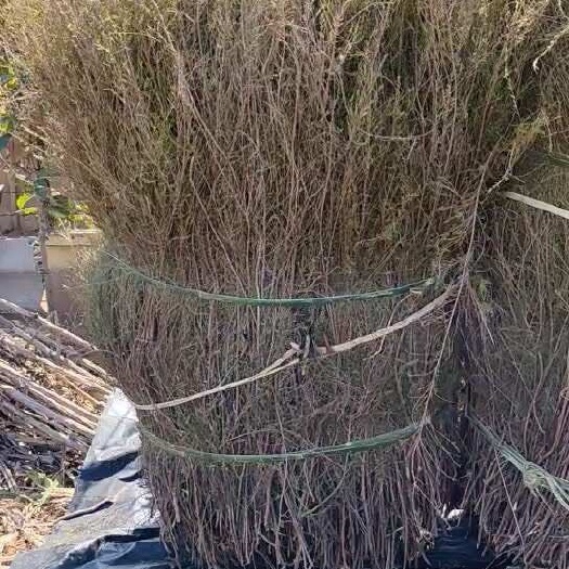 烟头大小的岗松，扫把草