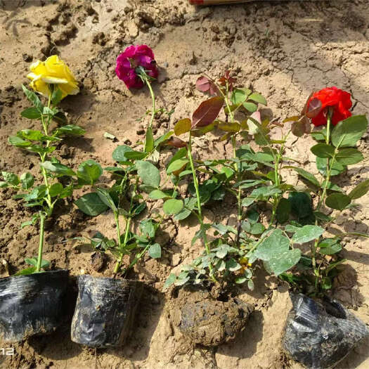 青州市大花月季批发 多色月季花种植基地 品种月季价格