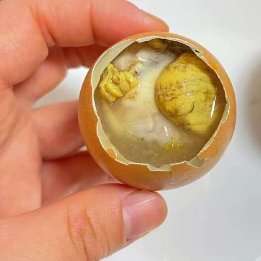 阜阳界首 13天新鲜活珠子批发1.5一个便宜实惠