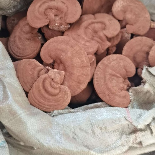 赤灵芝，产区直发，一手货源本品为初级产品