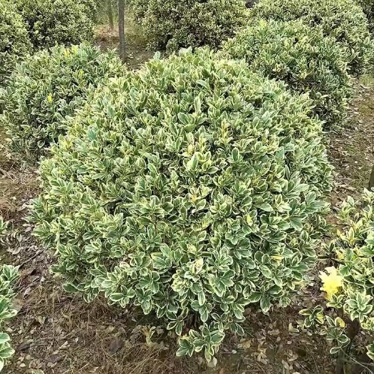 沭阳县金边黄杨球树苗花叶冬青四季常青庭院绿植耐寒绿化工程篱笆墙植物