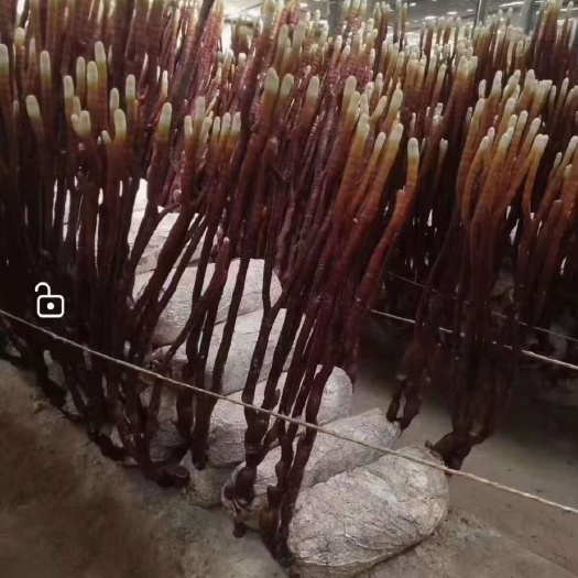 冠县鹿角灵芝，灵芝草，中药材冠县灵芝产地直销