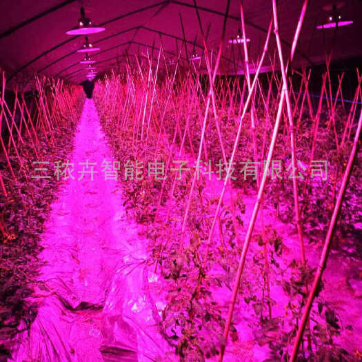 厦门T8-大棚番茄补光灯