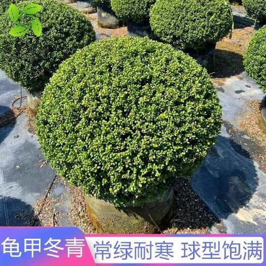 沭阳县龟甲冬青球别墅庭院耐寒造型球形植物四季常青风景树绿化工程小苗