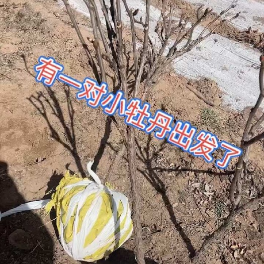 广河县牡丹树