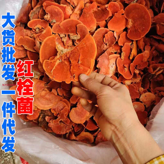 昆明红栓菌 牛樟芝 血红栓菌 朱红栓菌 朱樟芝 朱砂菌 大货批发