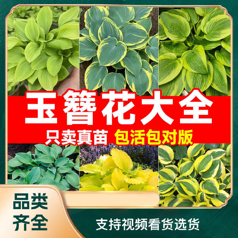 玉簪花苗木基地 直发支持多种运输方式