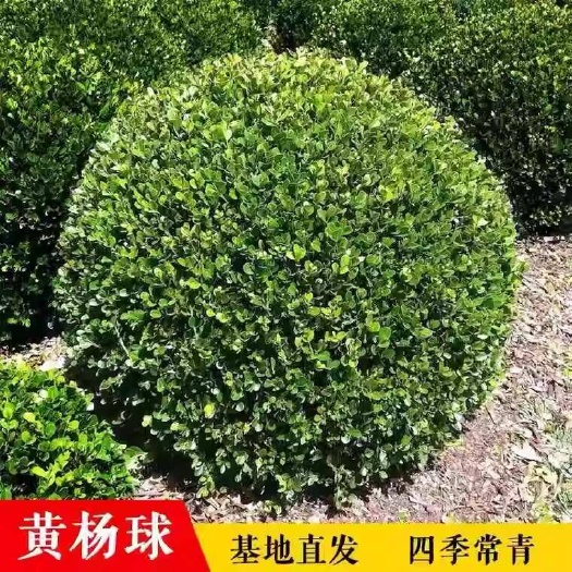 临沂小叶黄杨球瓜子黄杨四季常青别墅地栽庭院花坛耐寒绿化植物篱笆墙