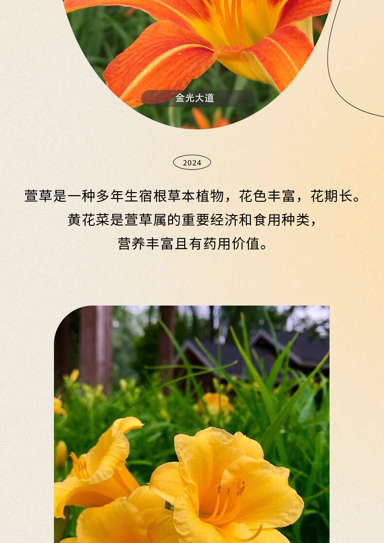 鞍山台安供应25-30公分萱草苗 支持多方式发货可开发票