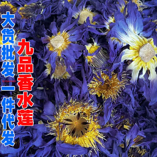 昆明九品香水莲花紫色散花