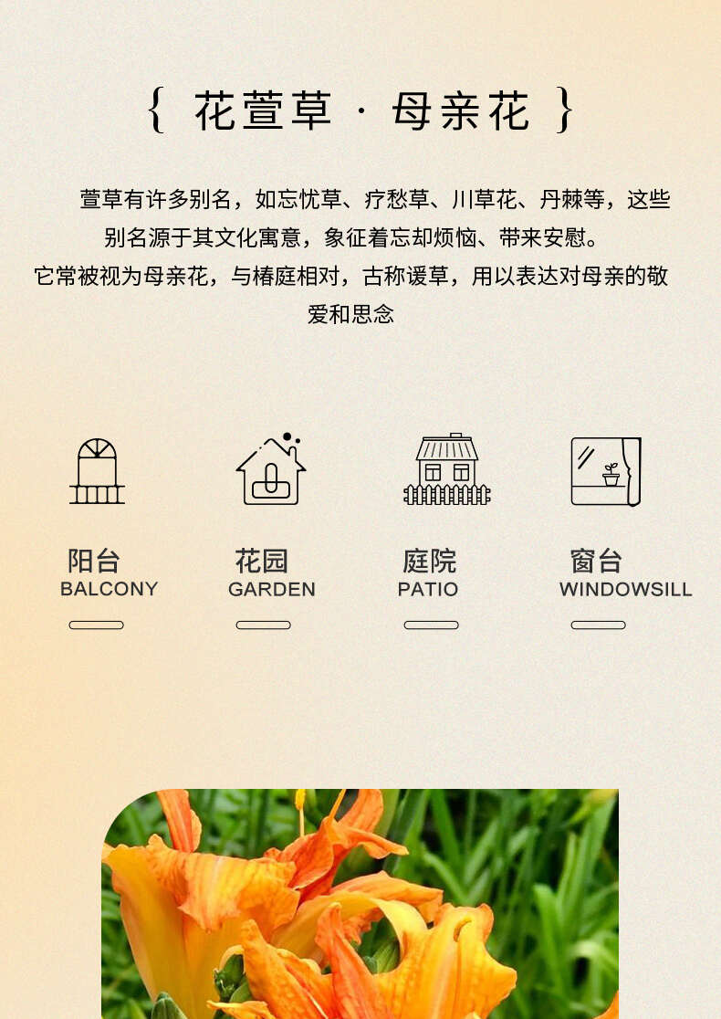 鞍山台安供应25-30公分萱草苗 支持多方式发货可开发票