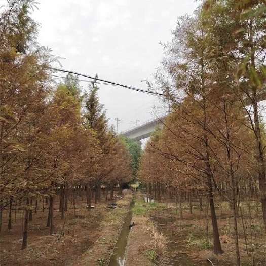 1-20公分池杉树 水杉树批发商 现新池杉树 水杉树报价表