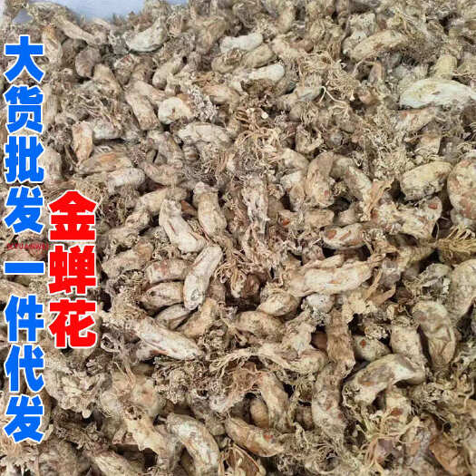 昆明金蝉花金蝉花产地货源一件代发