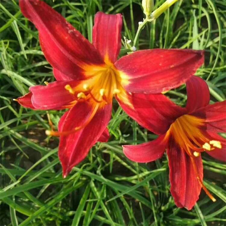 鞍山台安供应25-30公分萱草苗 支持多方式发货可开发票