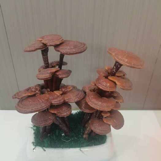 冠縣靈芝盆景，盆栽，客廳辦公室擺件，好打理