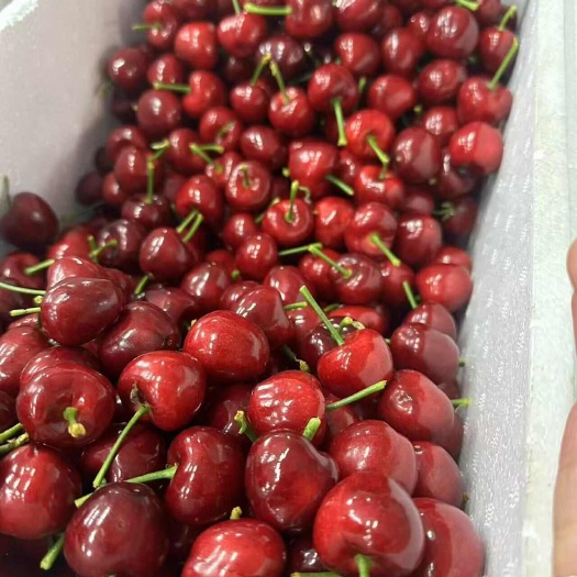 大连顺丰美早大樱桃新鲜智利车厘子大樱桃当季孕妇水果