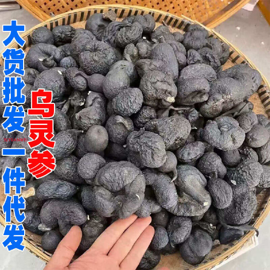 乌灵参乾坤参吊金钟鸡枞胆雷震子产地货源大货批发乌灵参