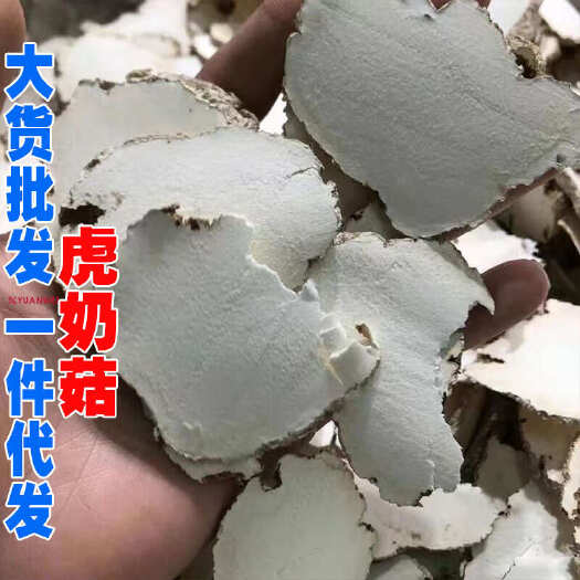 昆明虎乳菌虎乳灵芝虎奶菇虎奶菇切片大货批发