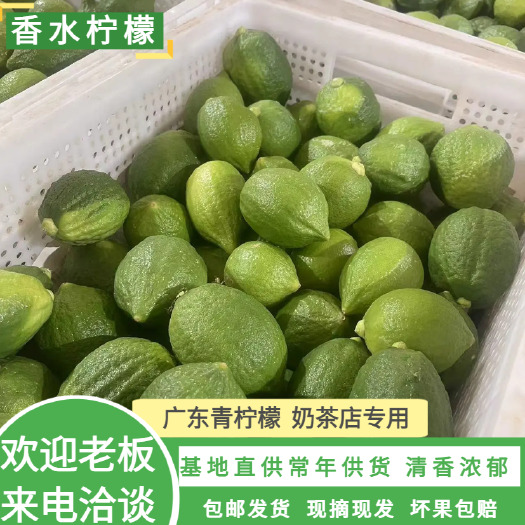 徐闻县香水柠檬广东湛江自有种植 544 亩全年稳定供应全年供货商超