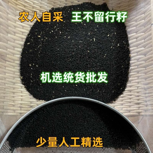 石家莊河北優(yōu)質(zhì)王不留行籽中藥材供應(yīng)自種人工篩選精品