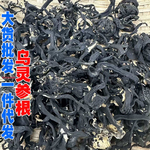 乌灵参根货乌灵参根产地货源大货批发