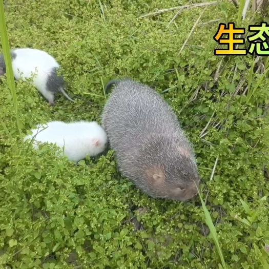 柳州中华银星种苗，场地在广西柳州，可以现场自提，5对起，顺丰快递