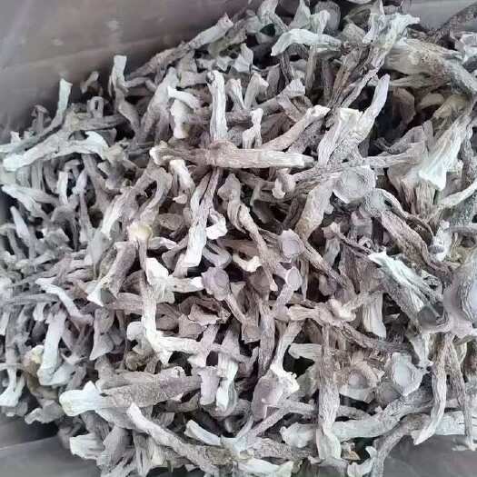 古田县鹿茸菇干货批发 产地直销 保质保量全国发货