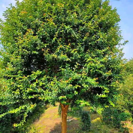 紫薇树 造型紫薇树种植基地 杭州红花紫薇树价格 紫薇树供应商