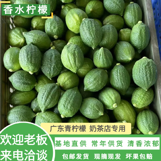 徐闻县广东香水柠檬无籽香水柠檬园，产地湛江，香味浓郁。欢迎各位小伙