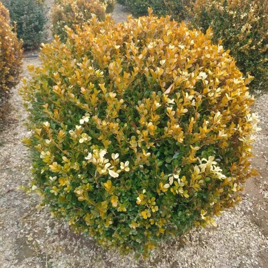 出售 瓜子黄杨小苗 黄杨树 冠幅40-1.5米瓜子黄杨球基地