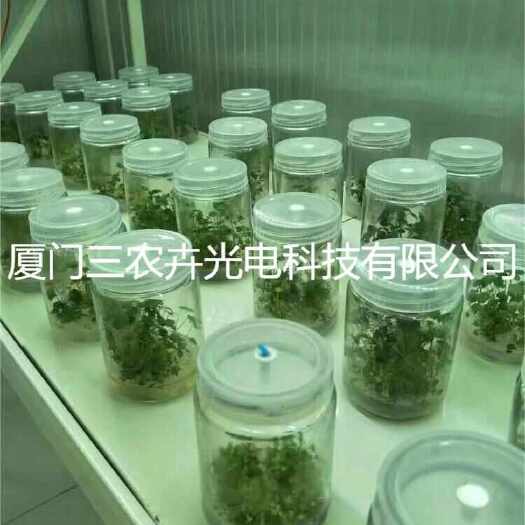 厦门T20-草莓育苗组培灯