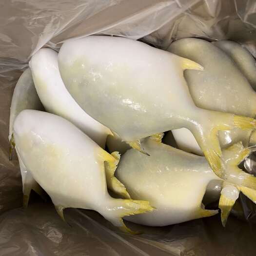 厂家直供，批发冷冻金鲳鱼，价格美丽，欢迎咨询！！