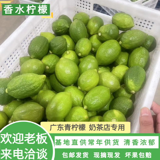 徐闻县香水柠檬，544 亩自有种植基地。常年稳定供应，每天可供应
