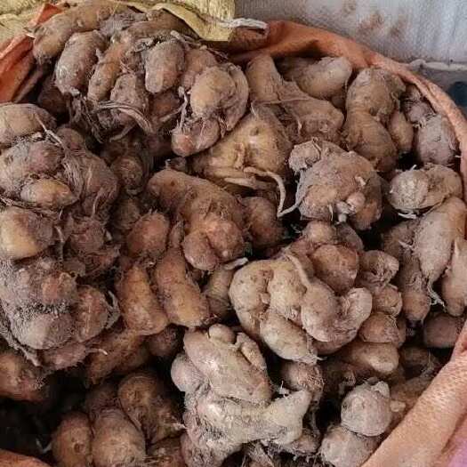 遂溪县出售一批沙姜