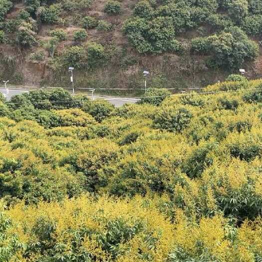 高州市茂名高州2025荔枝预售全品种产地直发招代理、电商一件代发等