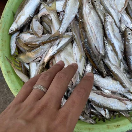 巴马县 蓝刀