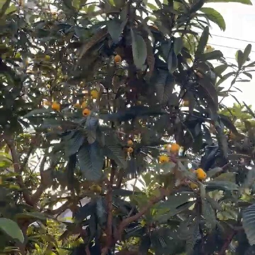 苏州苏州东山白玉枇杷，果圆润饱满多汁