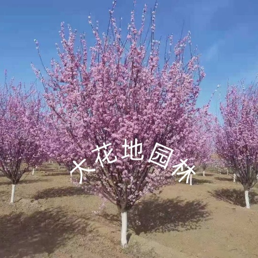 沭阳县基地批发 美人梅树5-6-7-8-10-12公分美人梅花