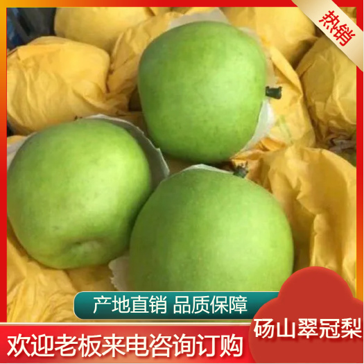砀山县翠冠梨  砀山翠冠，元黄，黄冠  产地直销