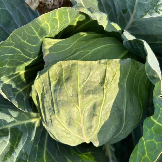 天门市新鲜包菜 当季甘蓝蔬菜 现摘现发 农场直供