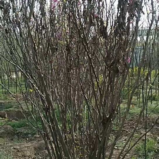 沭阳县出售 紫荆树苗1米1.5米2米冠幅丛生紫荆价格便宜 成活率好