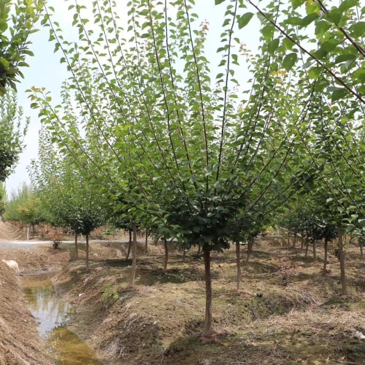 基地出售 红梅树5-6-7-8-9-10-12公分红梅批发价