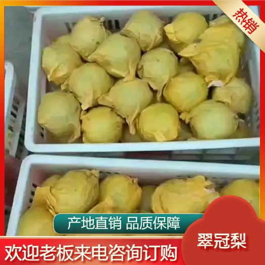 砀山县砀山苏脆一号，翠冠梨，翠玉梨开始上市 产地直销