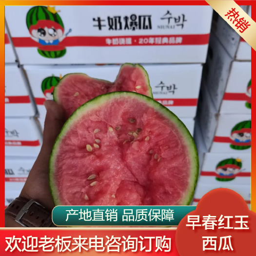 早春红玉西瓜礼品2k西瓜大量上市产地直供，糖度高口感好耐运输