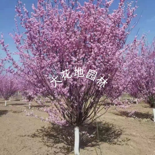 美人梅基地 自产自销价格便宜 8-10-12公分美人梅花