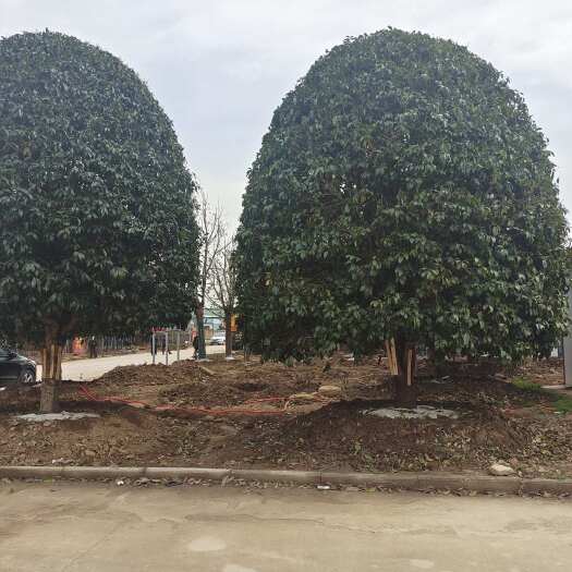 沭阳县基地出售 桂花树苗地经8-10-12-15公分精品移植苗