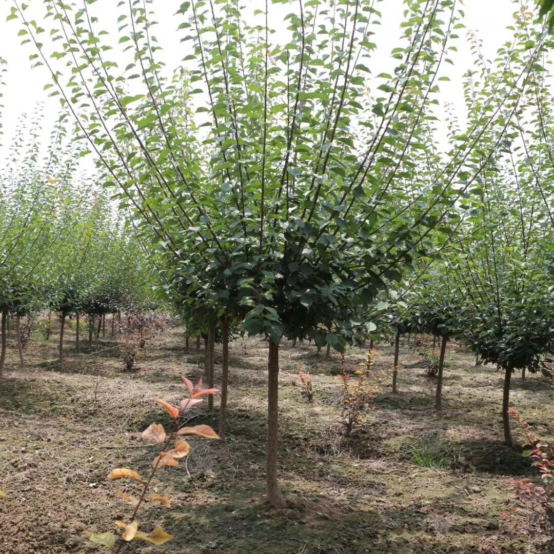 基地出售 红梅树5-6-7-8-9-10-12公分红梅批发价